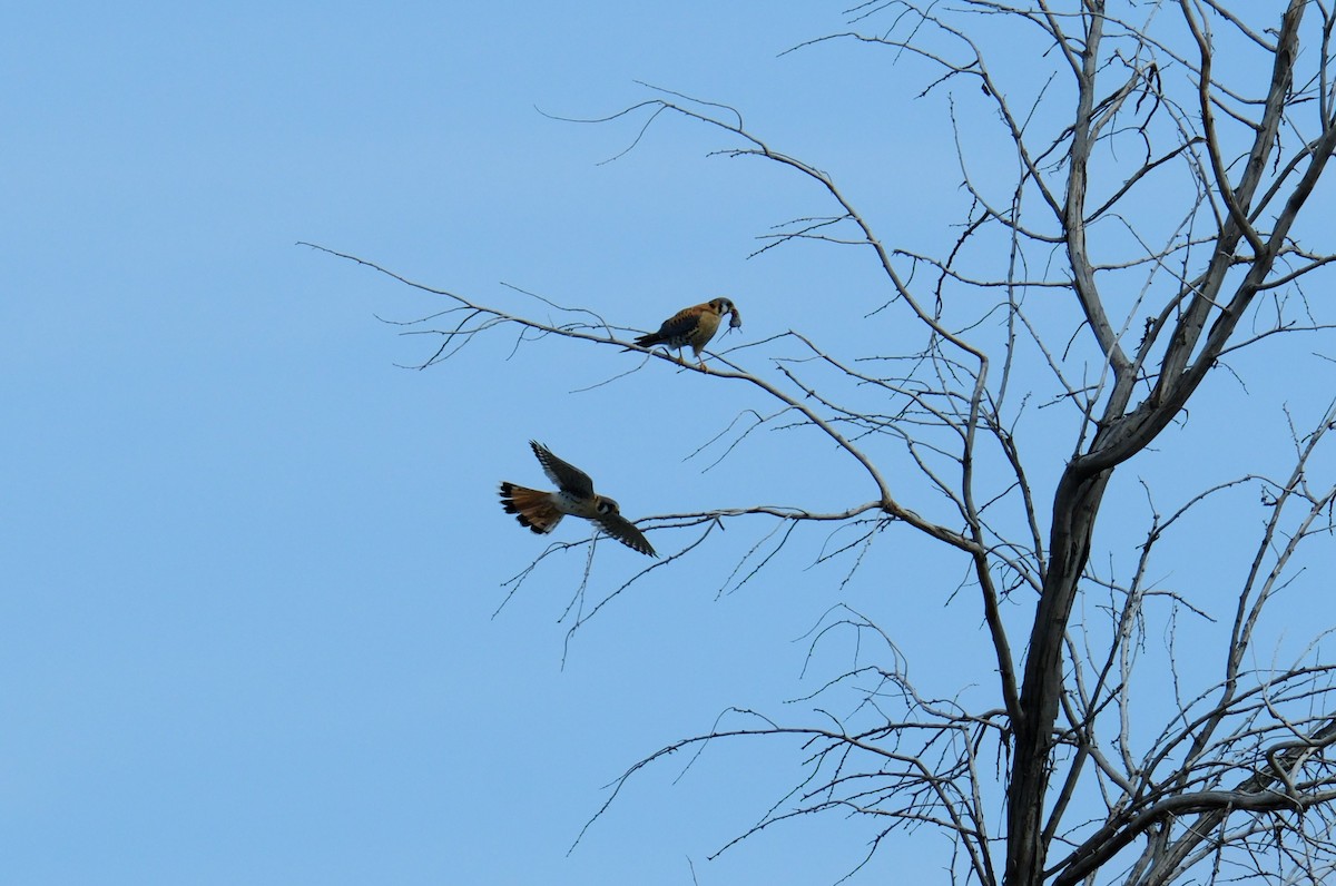 American Kestrel - ML616376915