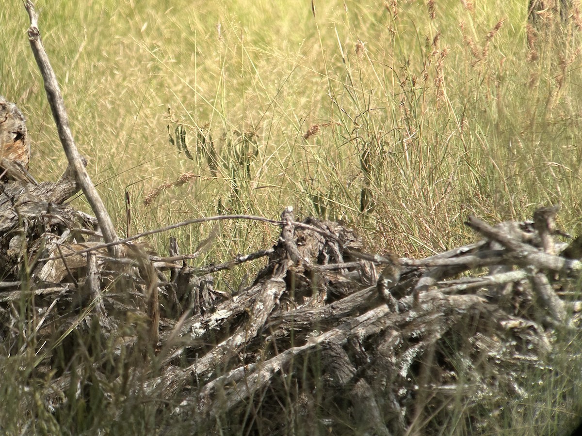 Bush Pipit - ML616376944