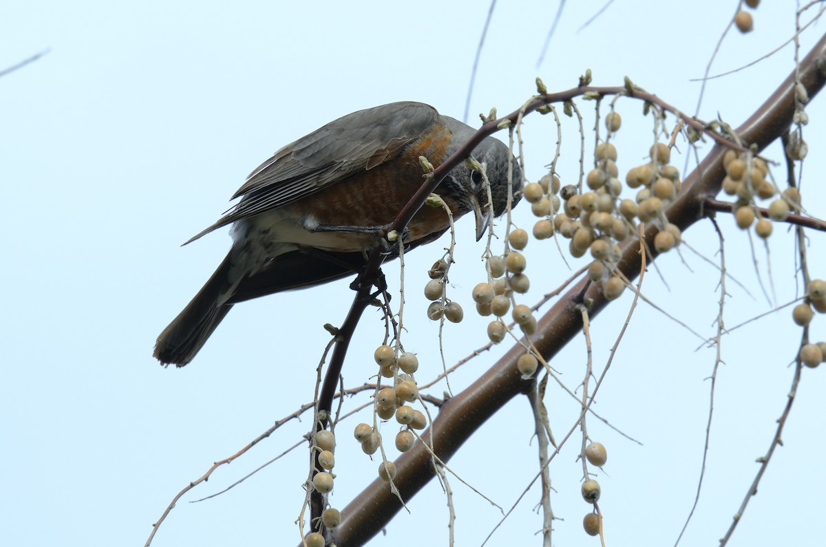 American Robin - ML616377002