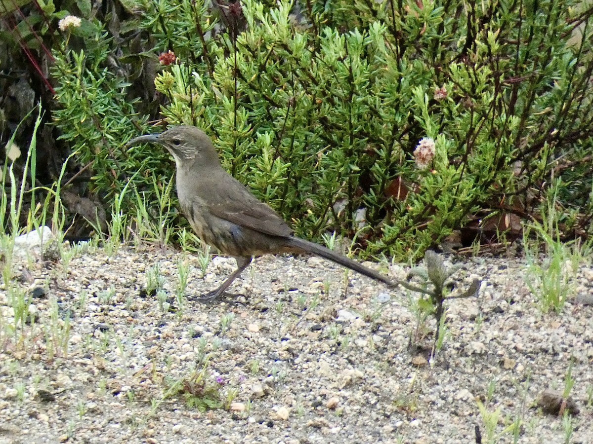 California Thrasher - ML616377031