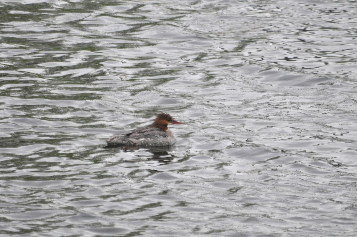 Common Merganser - ML616377032