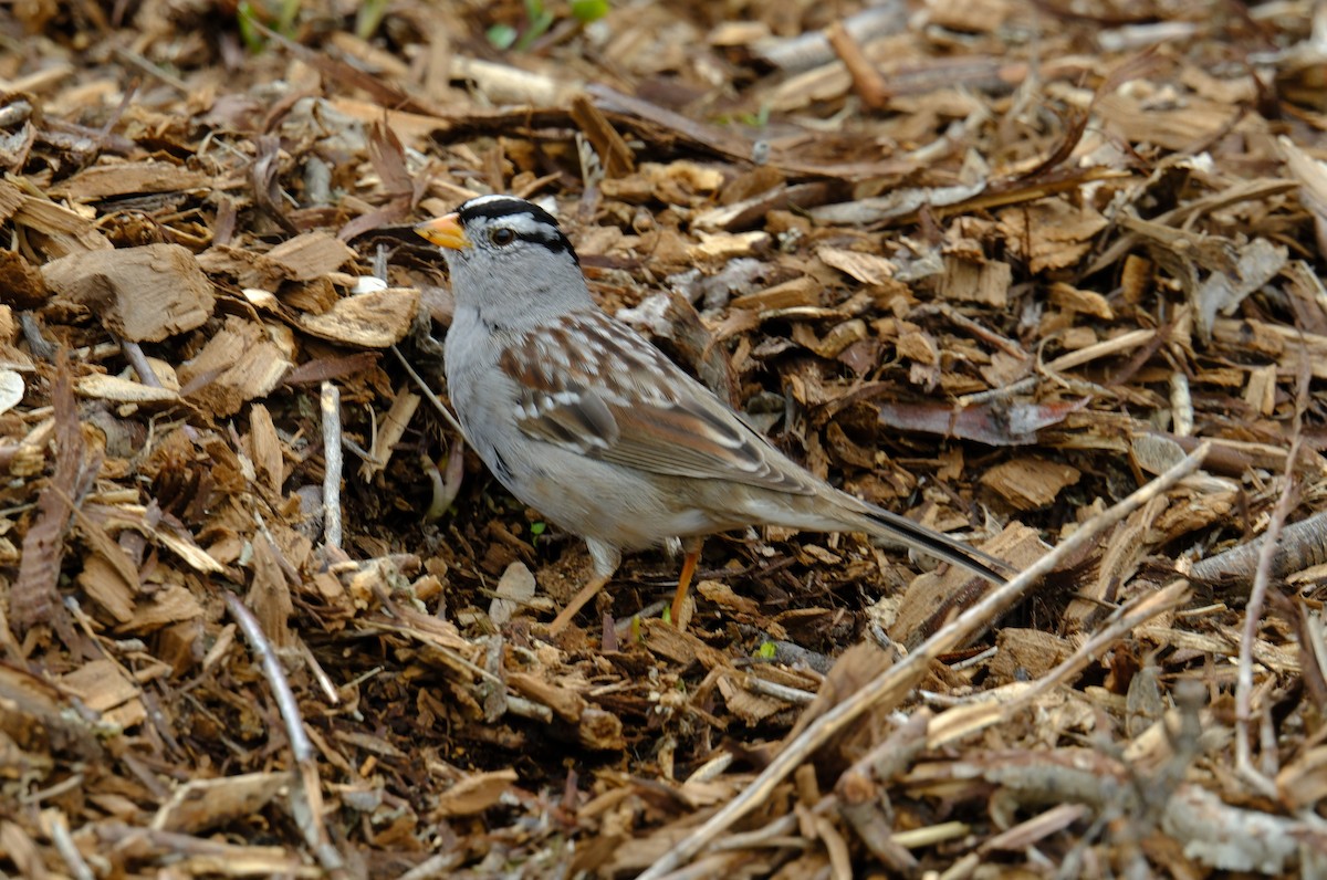 White-crowned Sparrow - ML616377043