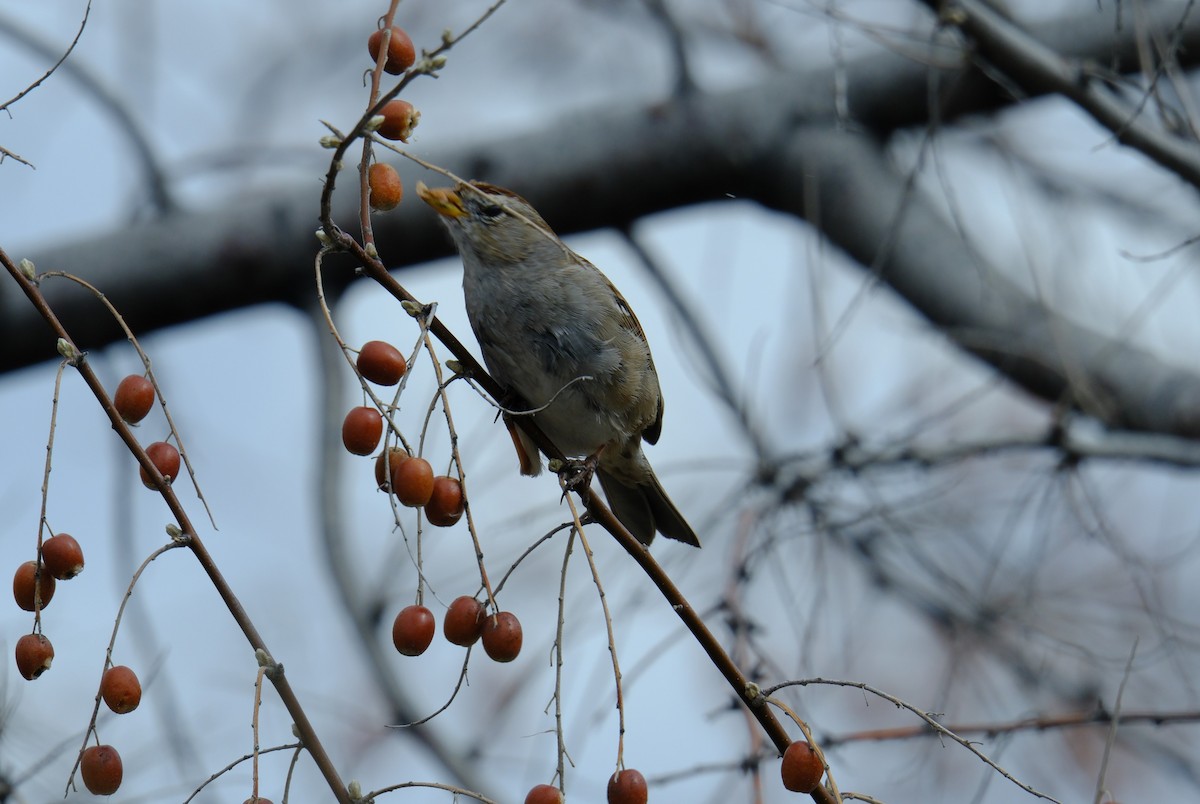 White-crowned Sparrow - ML616377044