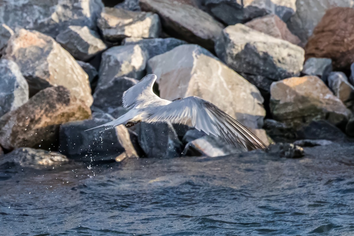 South American Tern - Jodi Boe