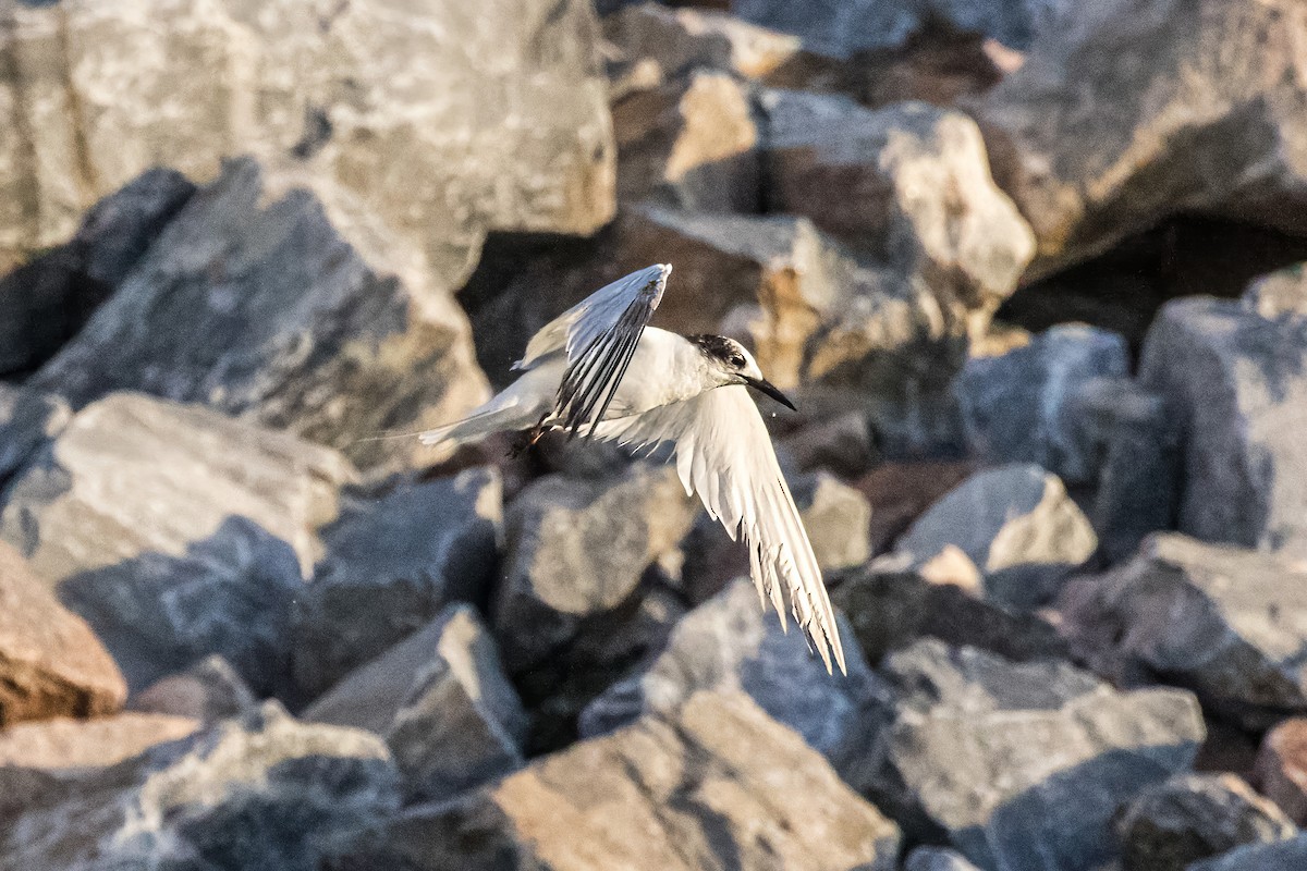 South American Tern - ML616377138