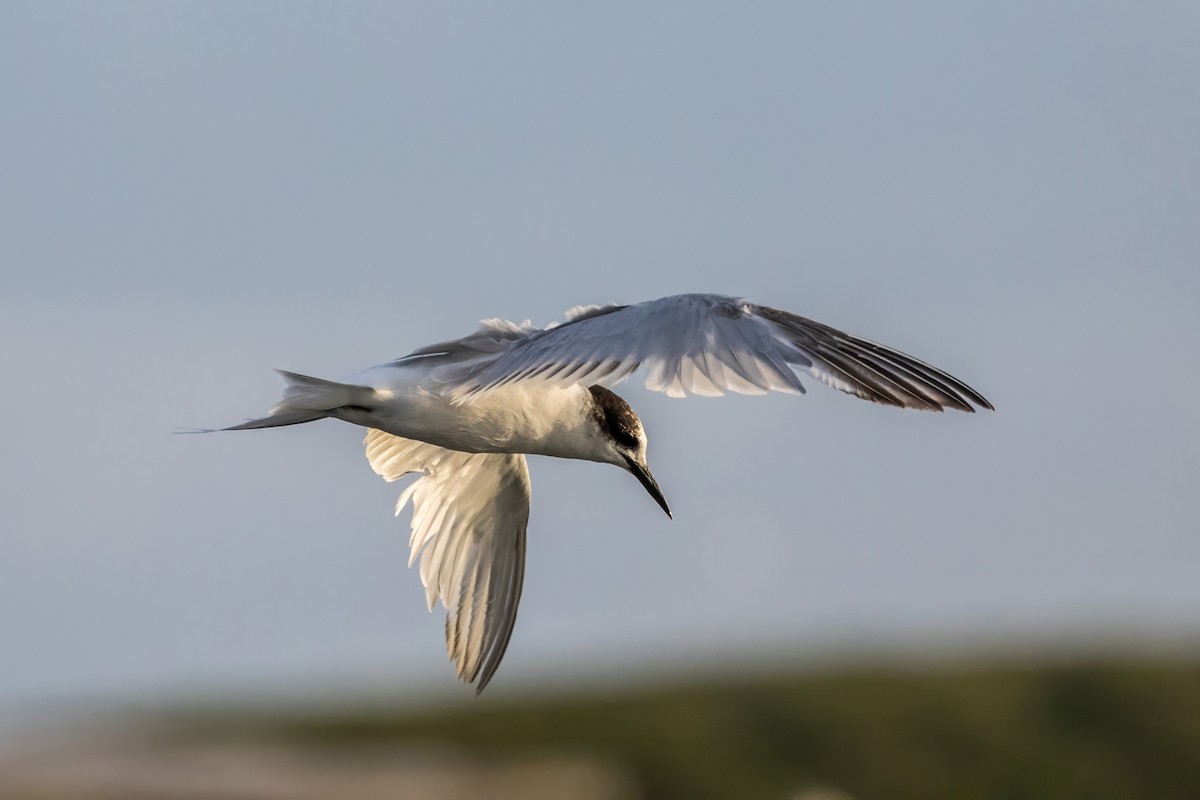 Крячок річковий (підвид hirundo/tibetana) - ML616377143