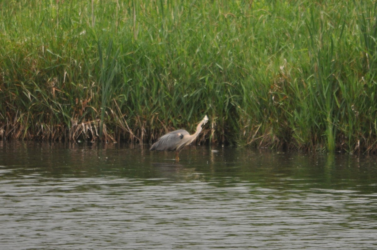 Great Blue Heron - ML616377145