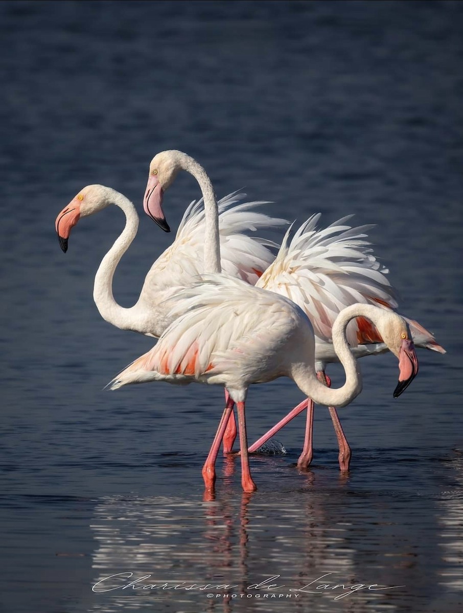 Greater Flamingo - ML616377151