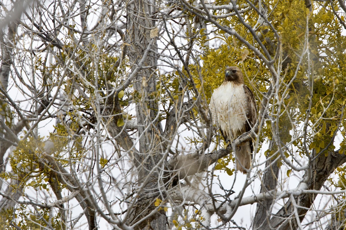 Red-tailed Hawk - ML616377168
