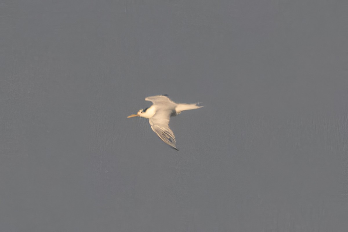 Sandwich Tern (Cayenne) - ML616377217