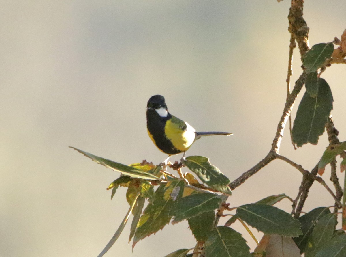 Green-backed Tit - ML616377234