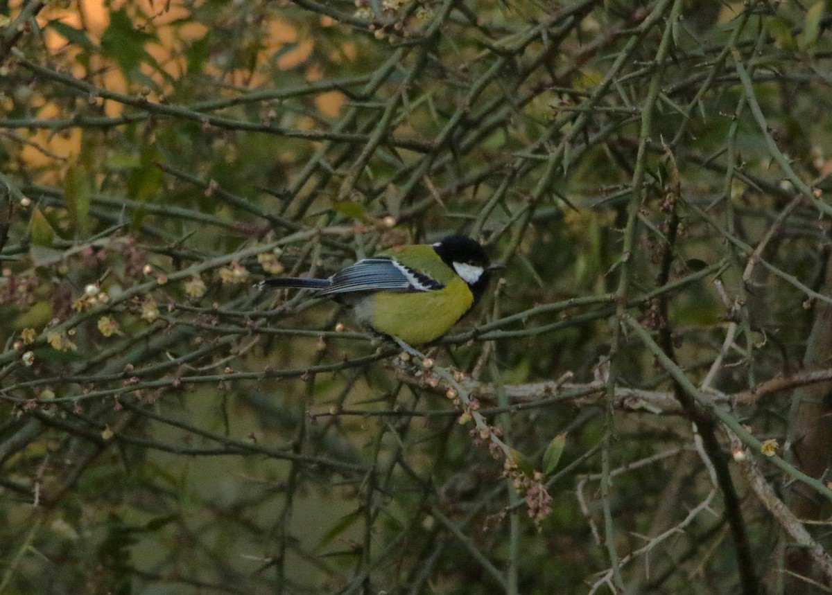 Green-backed Tit - ML616377235
