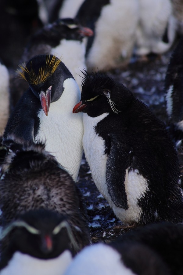 Southern Rockhopper Penguin (Western) - ML616377349