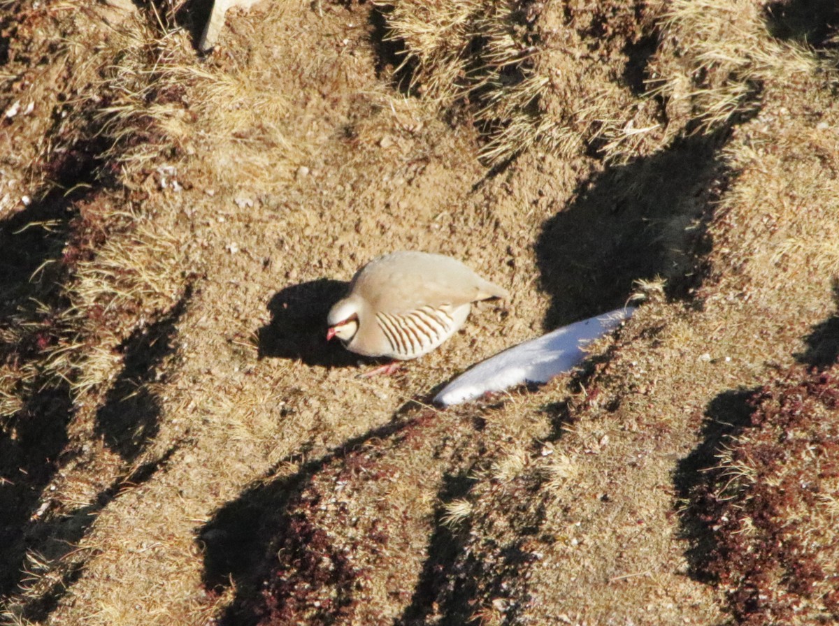 Chukar - ML616377368