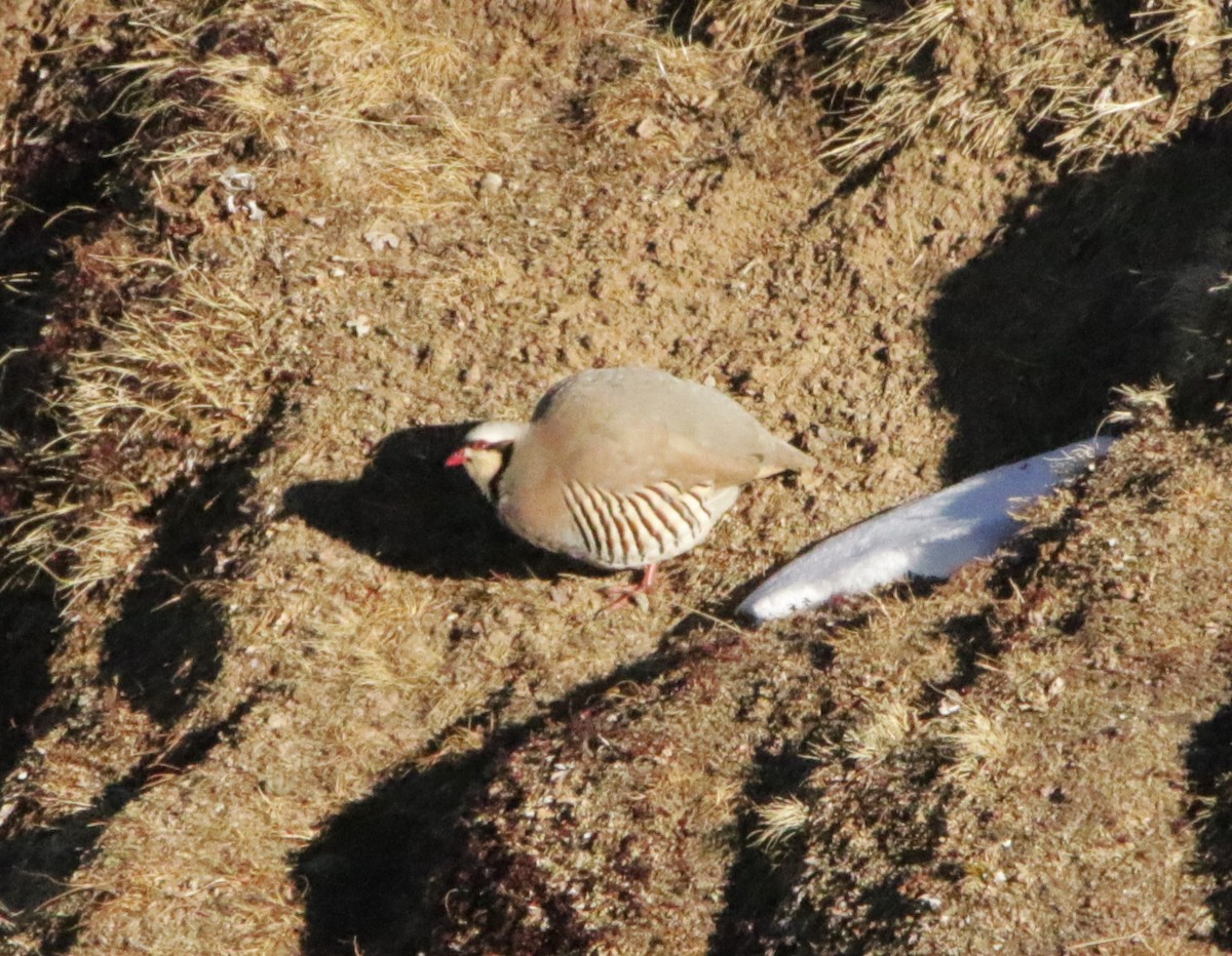 Chukar - ML616377369