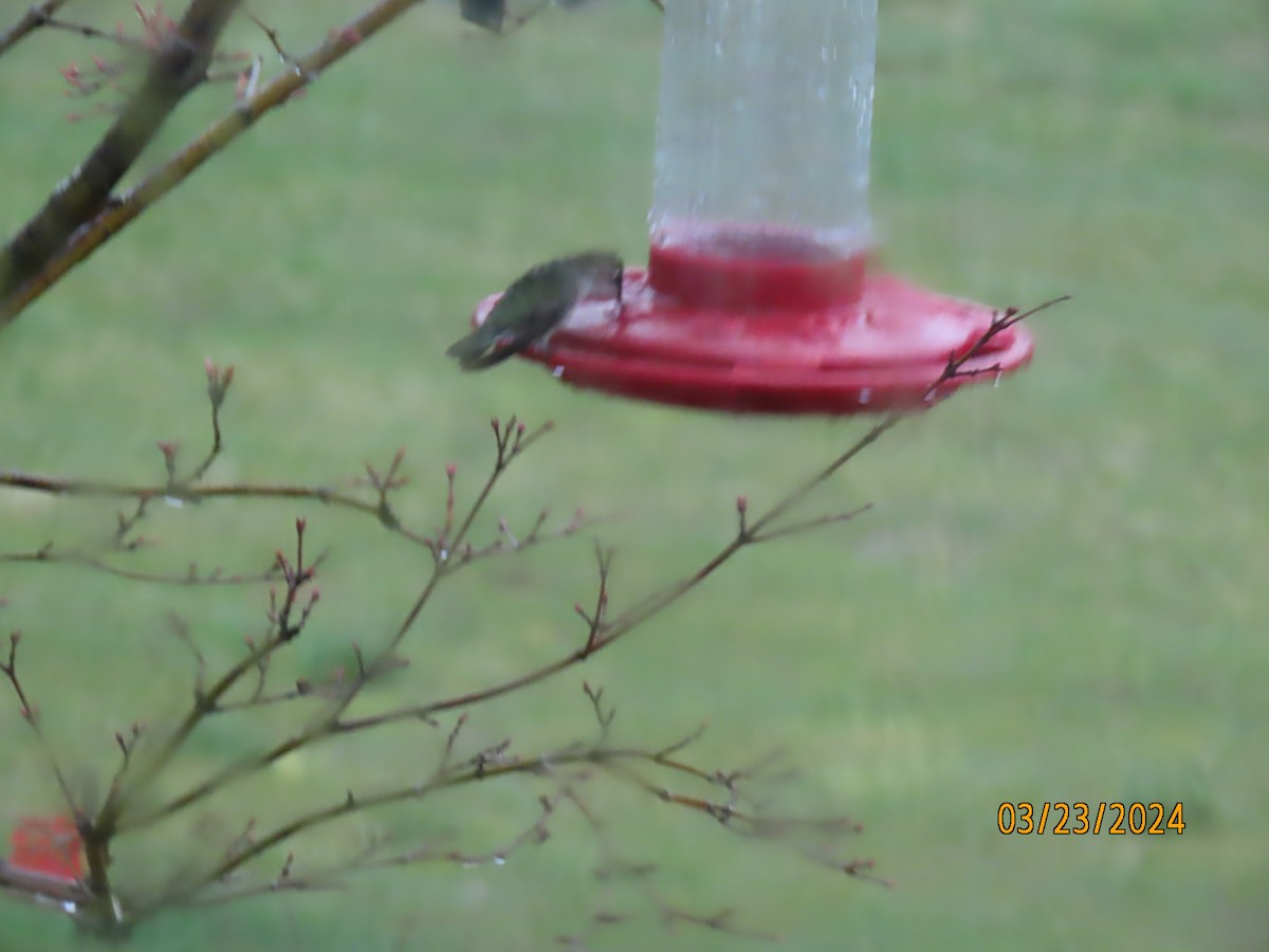 Colibrí Gorjirrubí - ML616377569