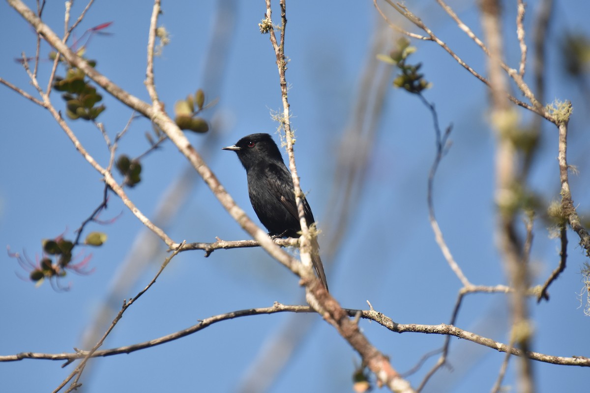 Caatinga Black-Tyrant - ML616377588