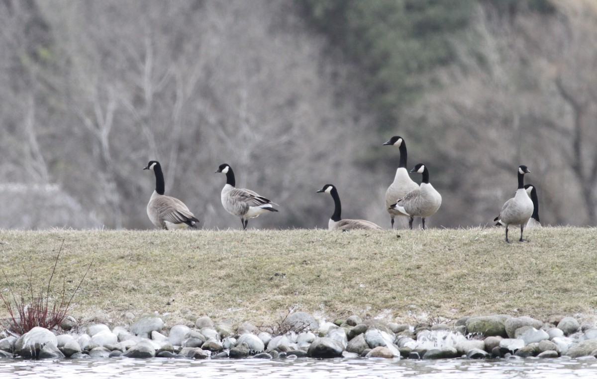 Cackling Goose - Marc North