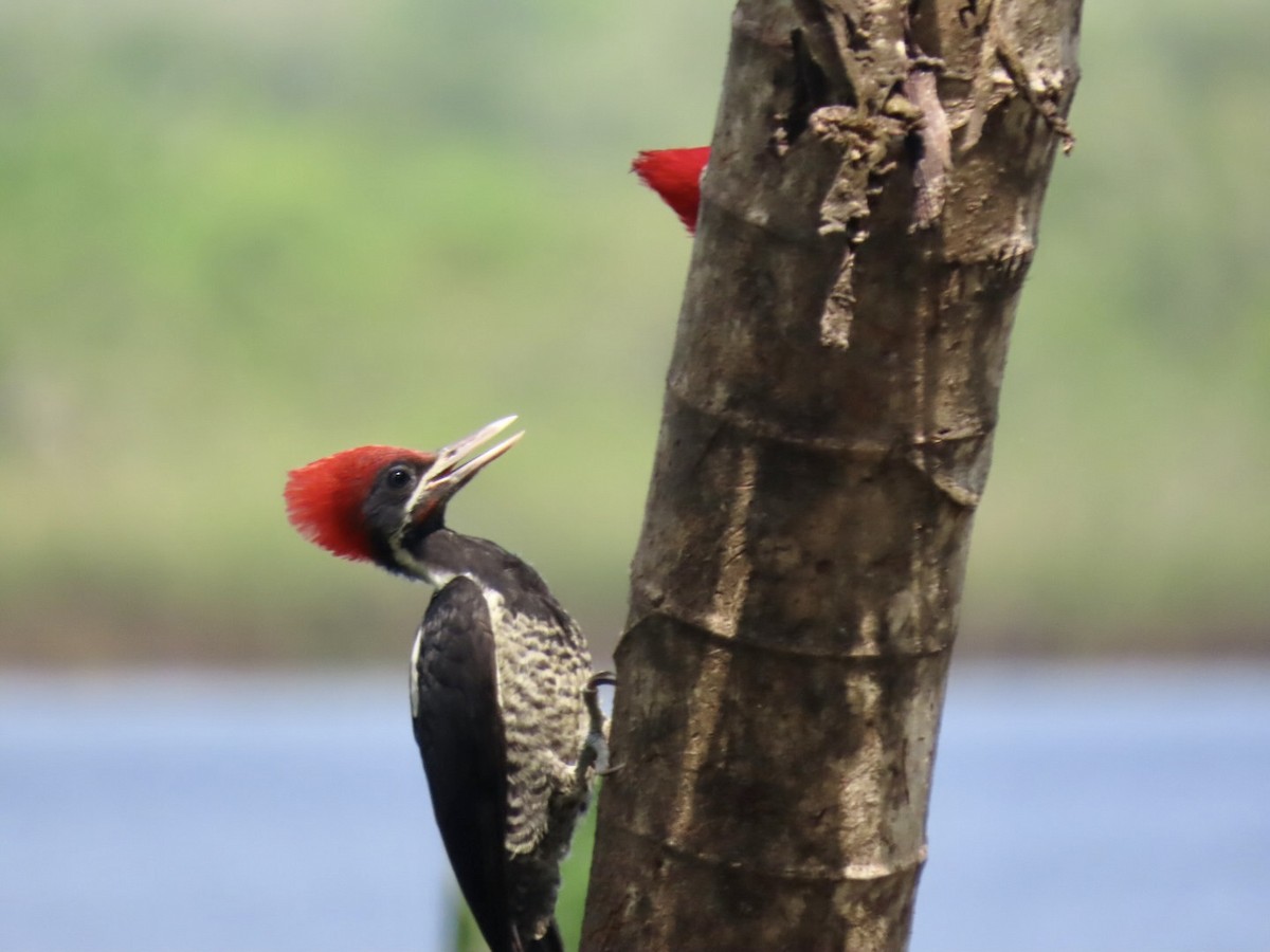 Lineated Woodpecker - ML616377709