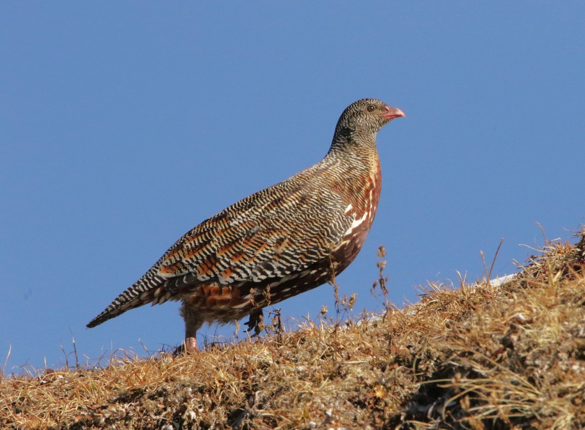 Snow Partridge - ML616377728