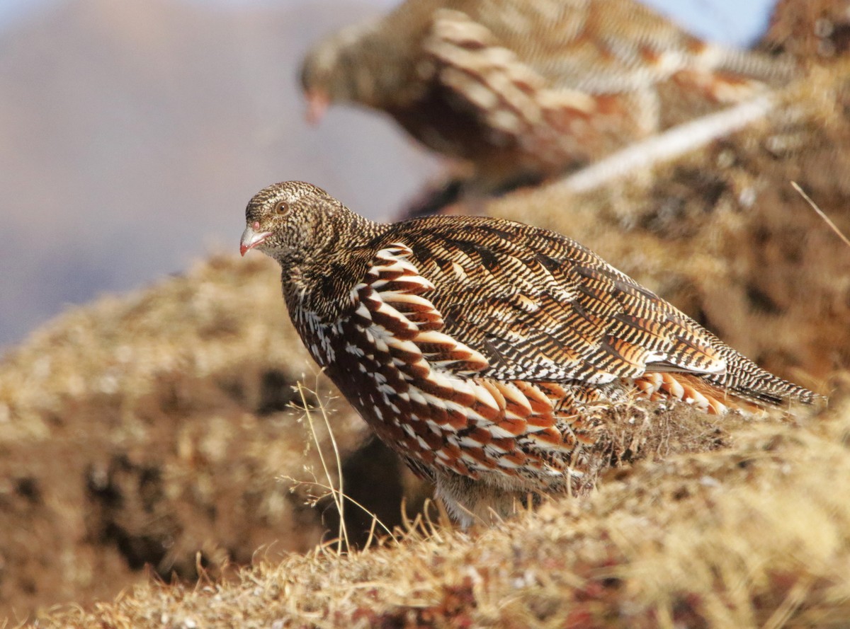 Snow Partridge - ML616377733