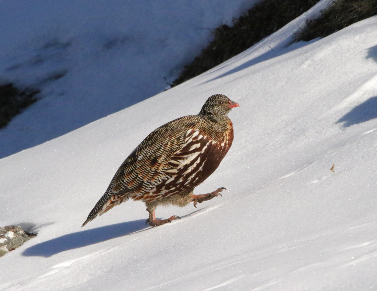 Snow Partridge - ML616377734