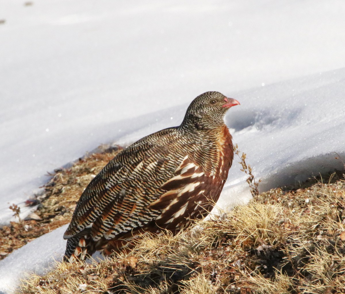 Snow Partridge - ML616377735