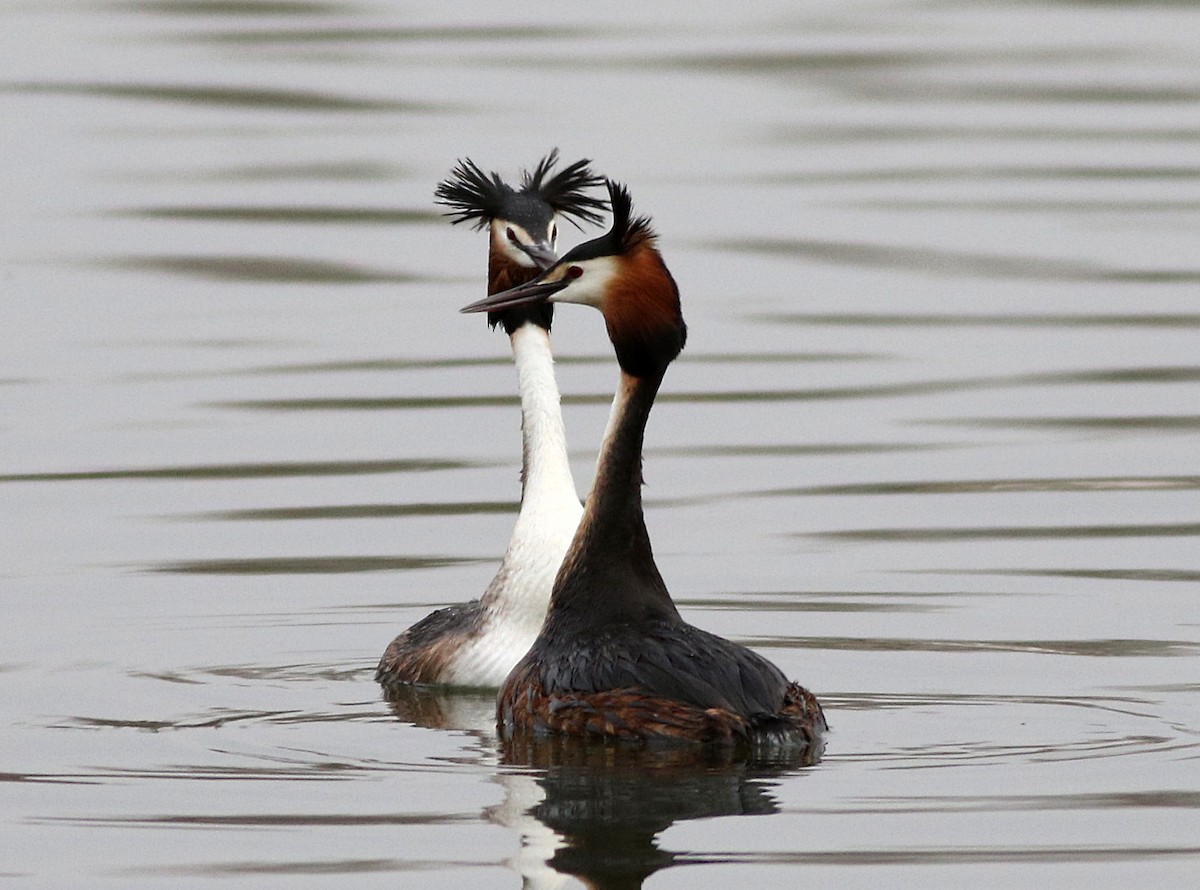 Great Crested Grebe - Miguel García