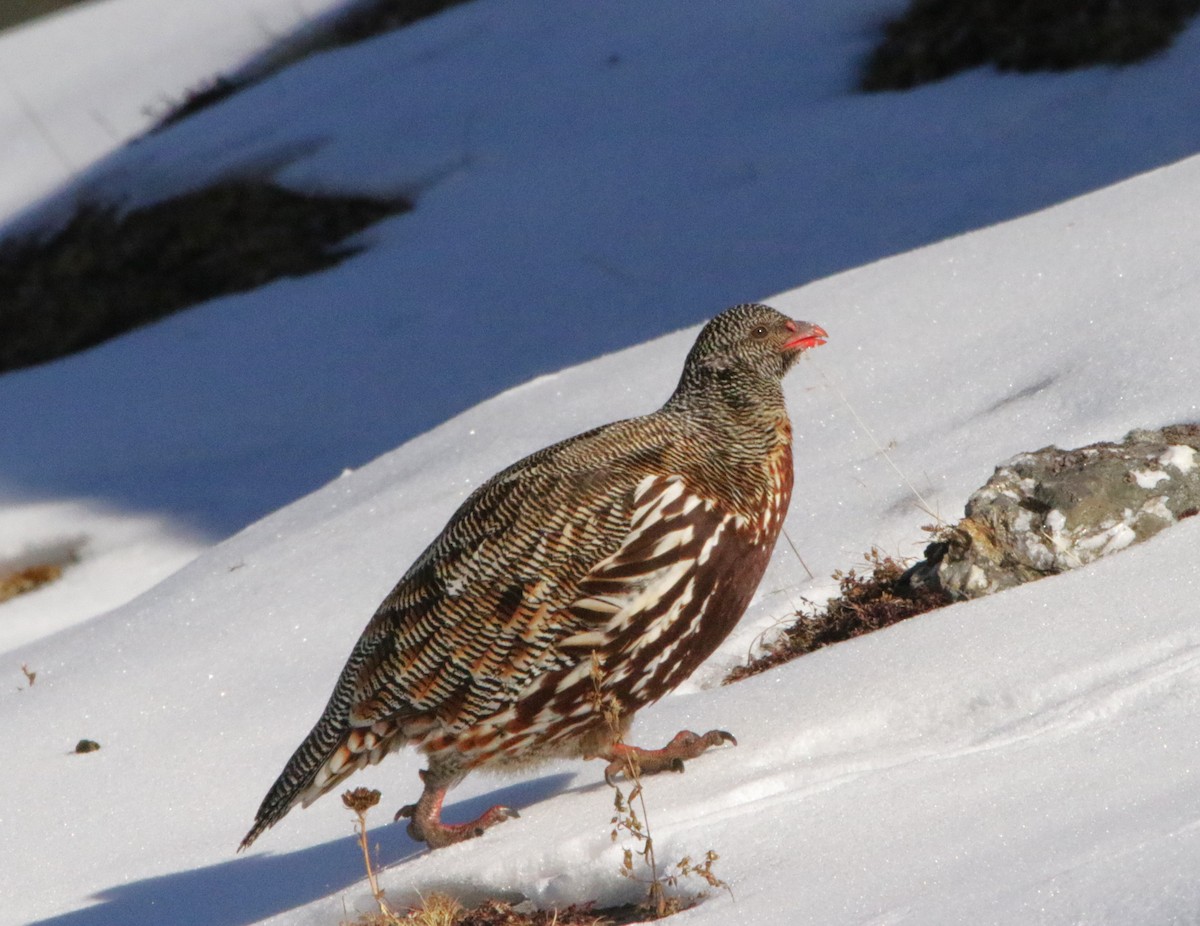 Snow Partridge - ML616377833