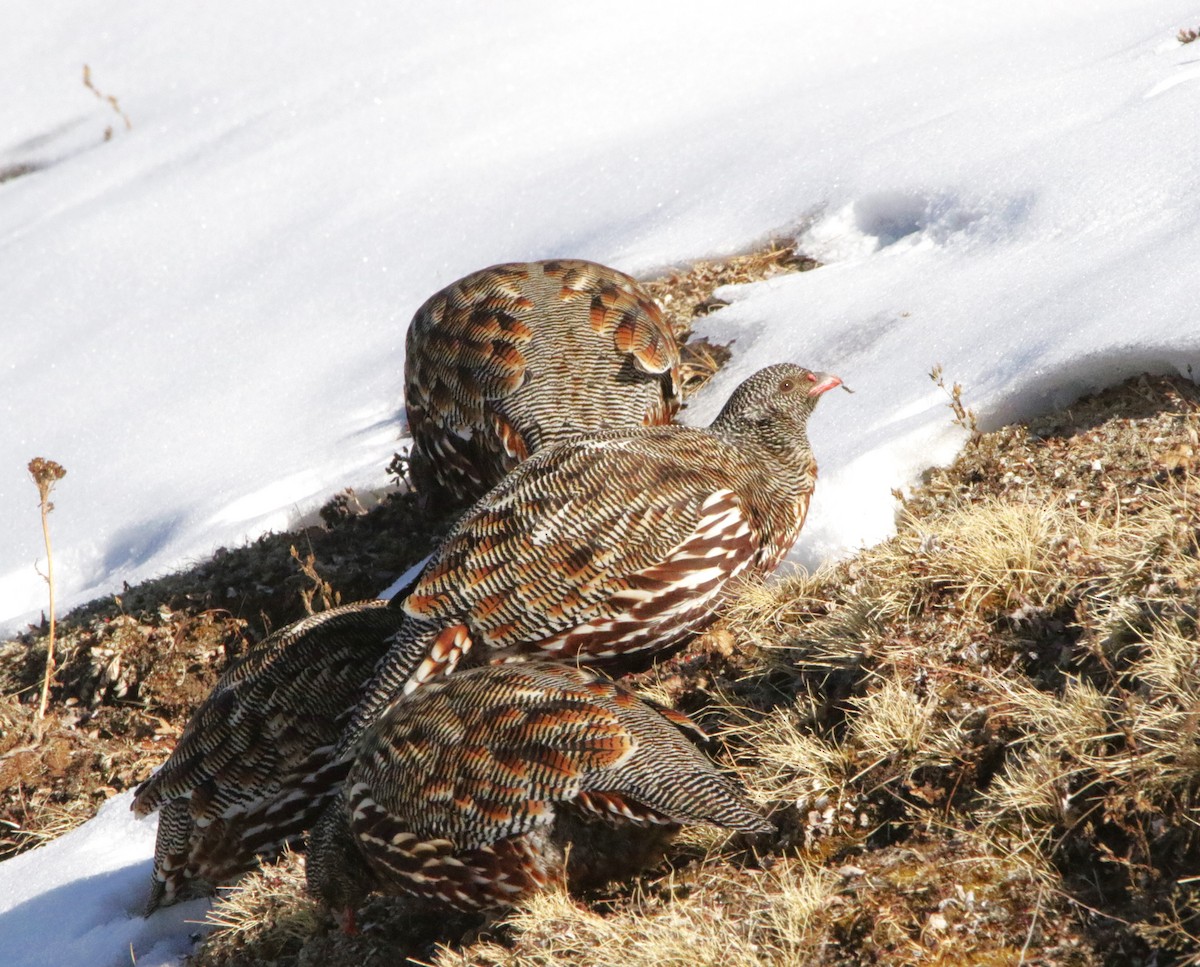 Snow Partridge - ML616377860