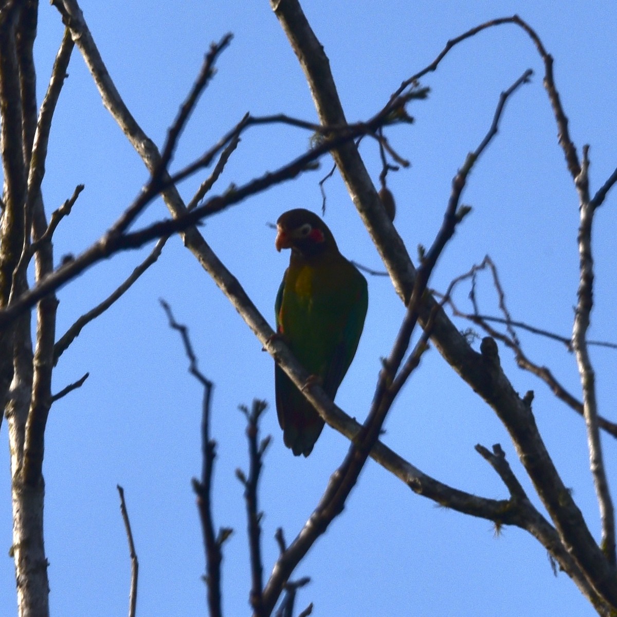 Brown-hooded Parrot - ML616377864