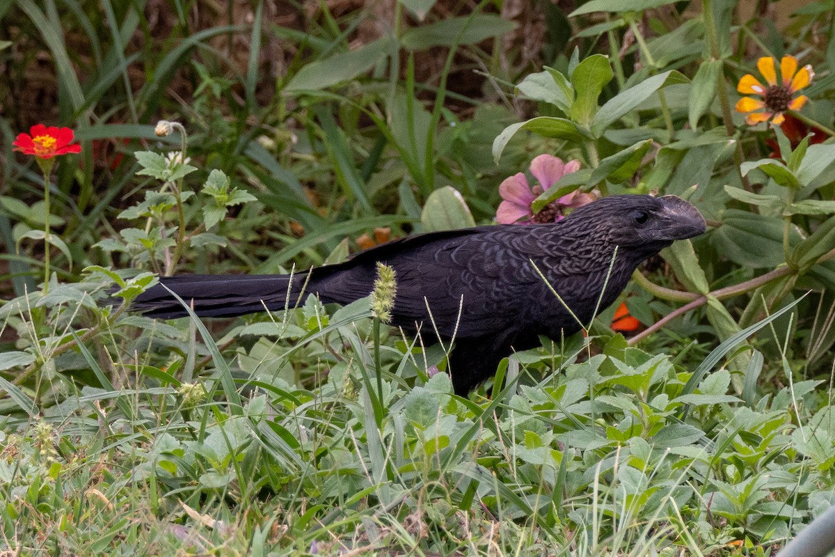 Smooth-billed Ani - ML616377904