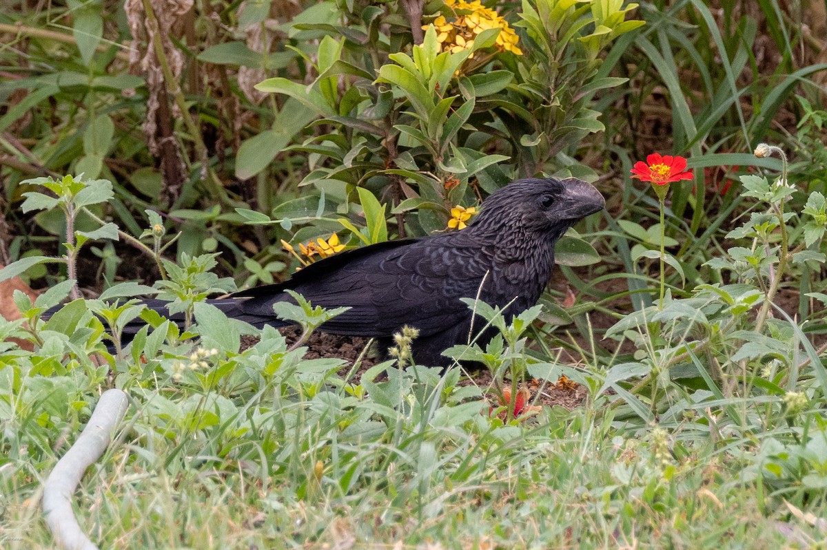 Smooth-billed Ani - ML616377906