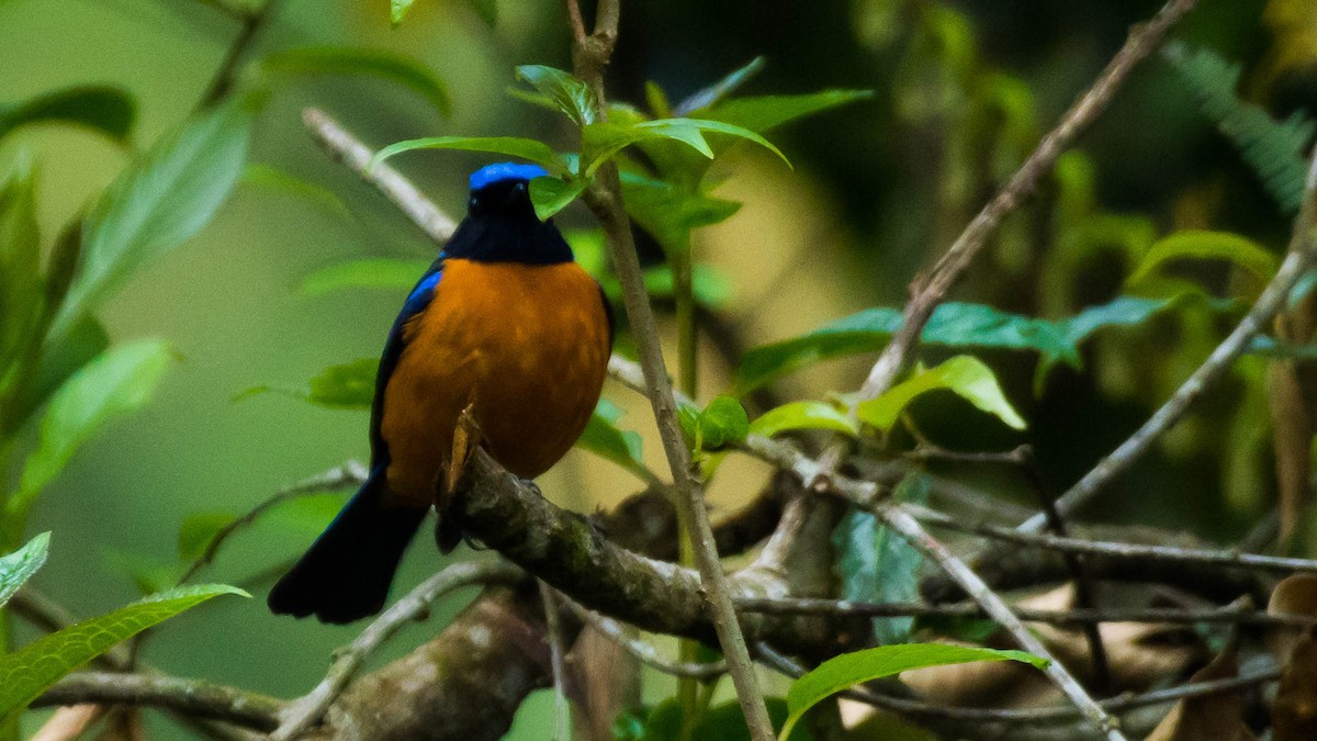 Rufous-bellied Niltava - ML616377971