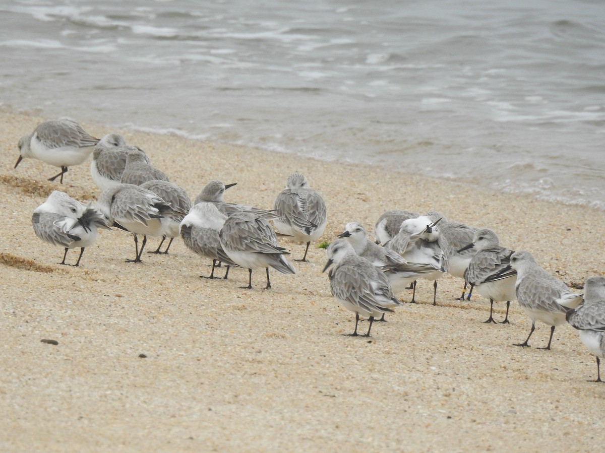 Bécasseau sanderling - ML616377990