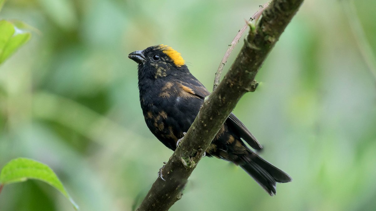 Gold-naped Finch - ML616378032