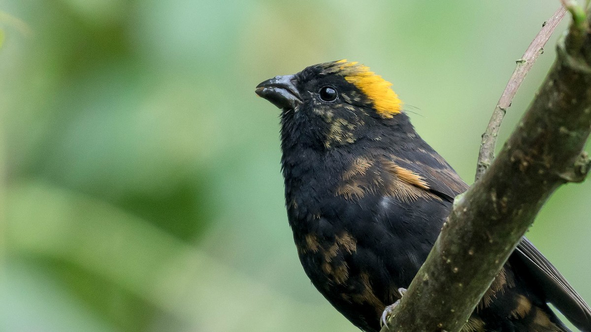 Gold-naped Finch - ML616378033