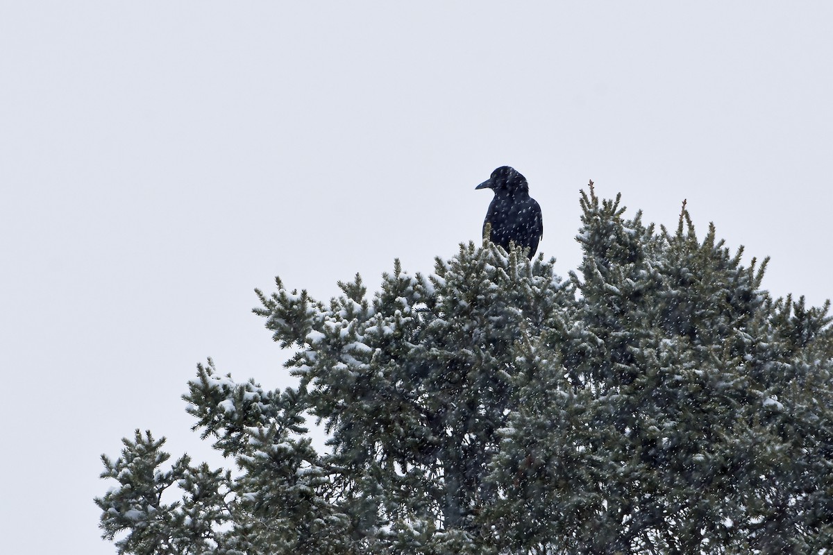 American Crow - ML616378089