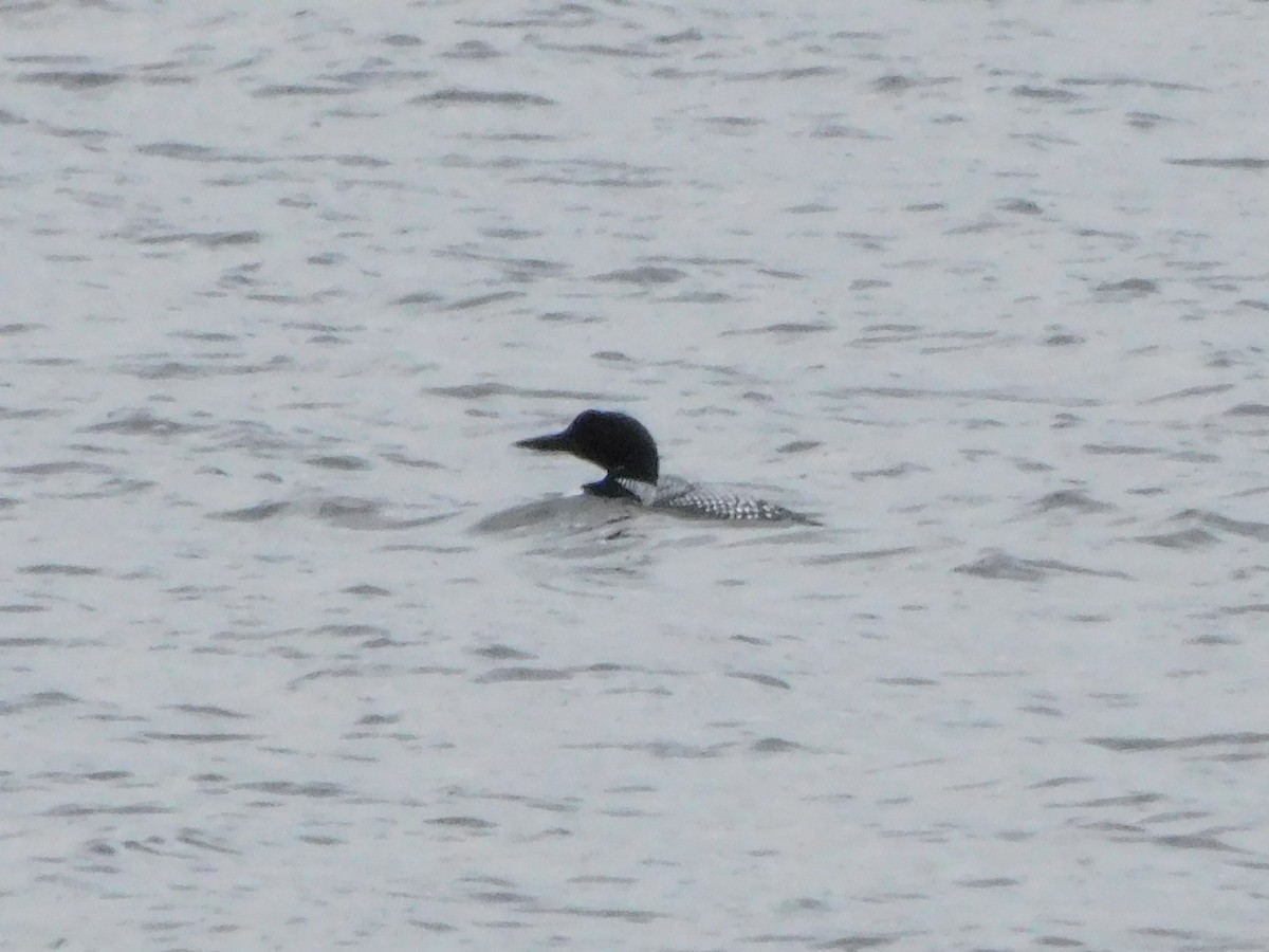 Common Loon - ML616378114