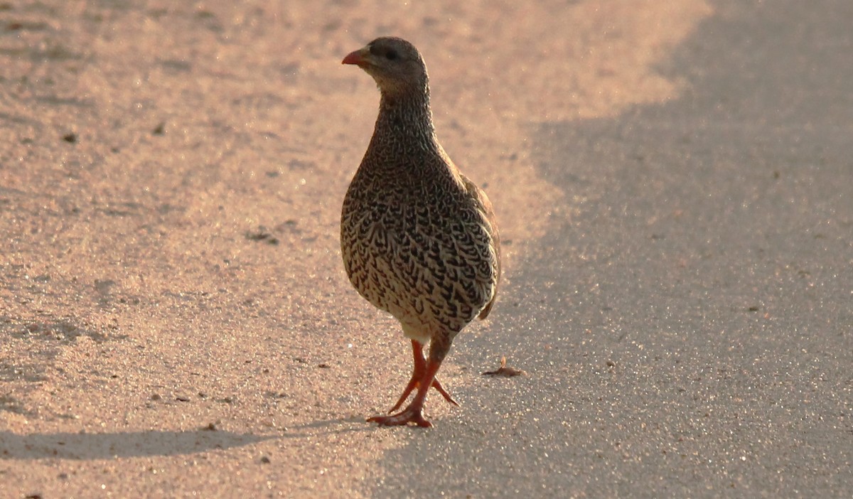 Natal Spurfowl - ML616378163