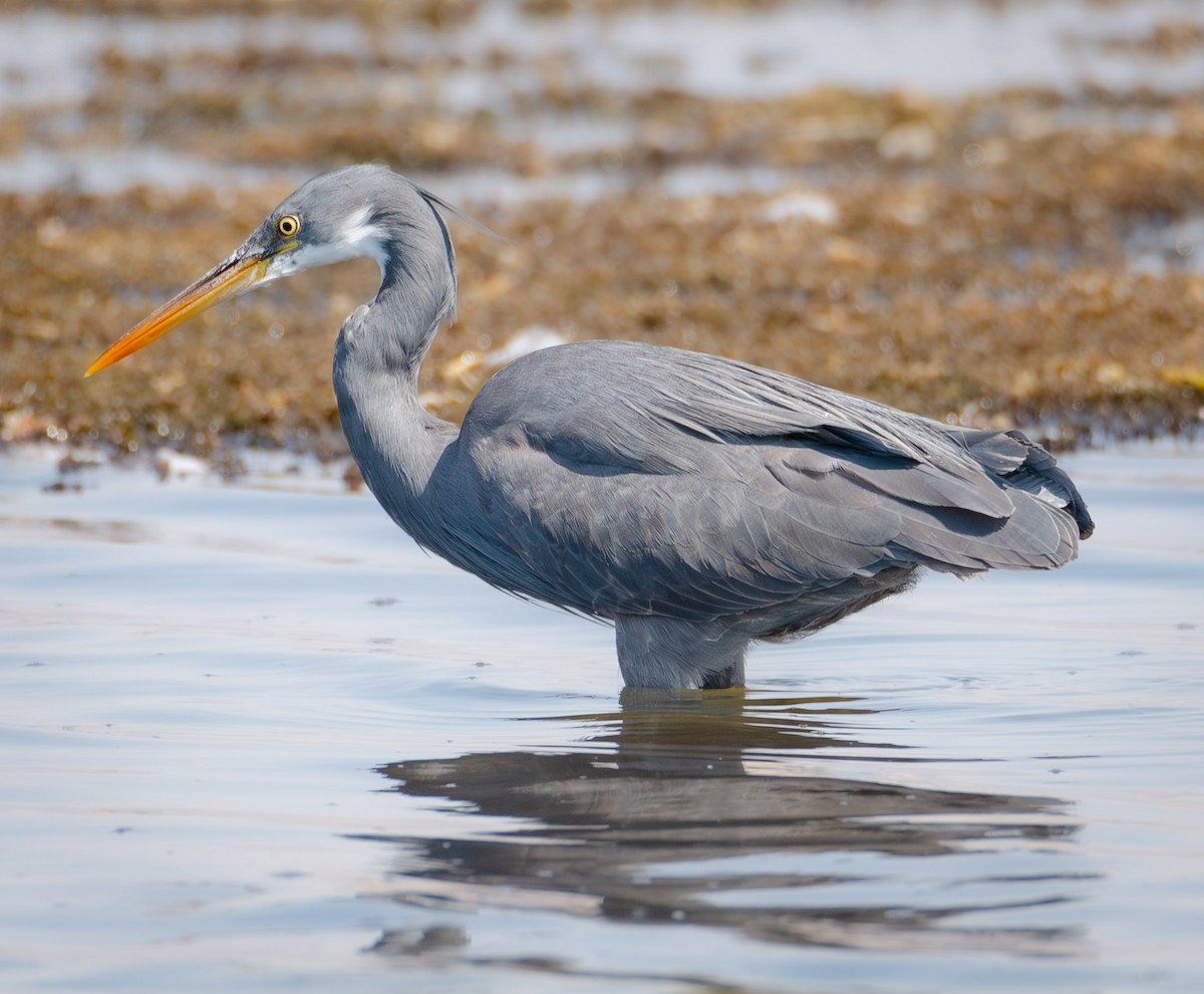 Western Reef-Heron - ML616378168