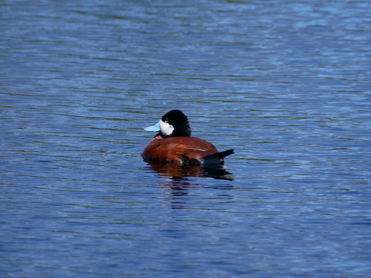 Ruddy Duck - ML616378192