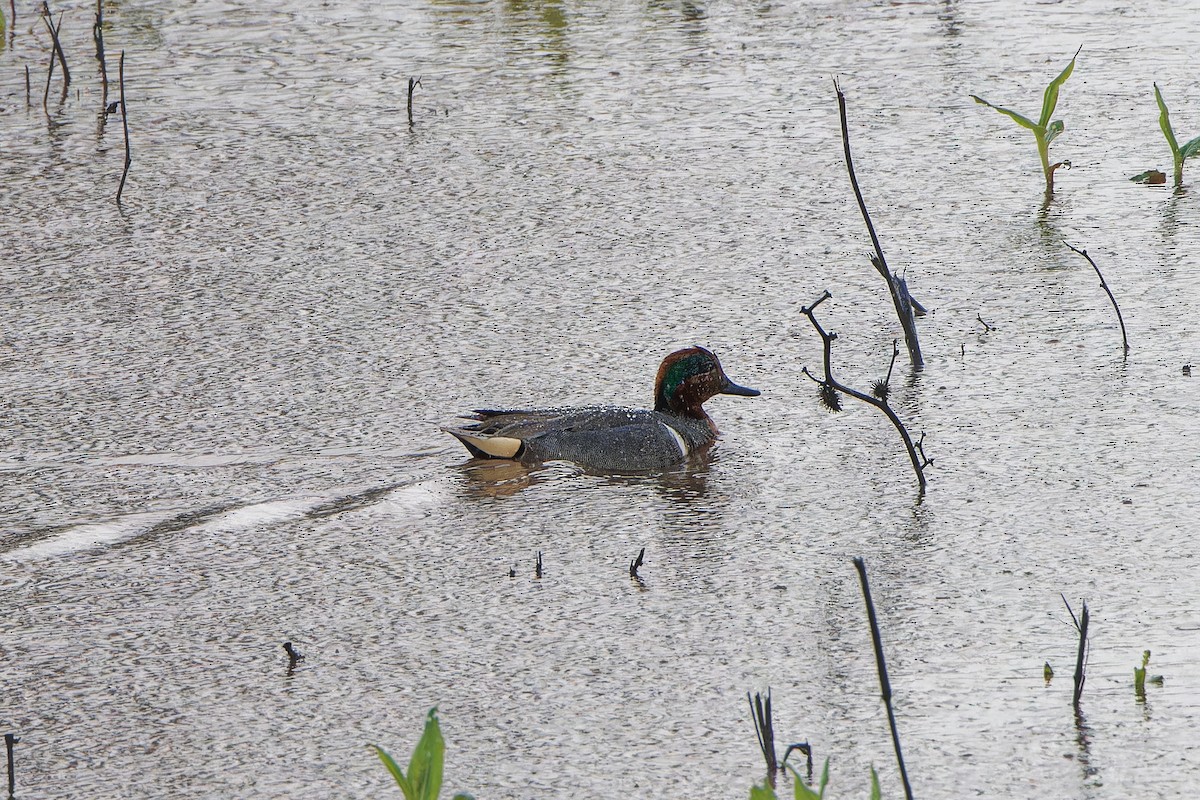 Green-winged Teal - ML616378193