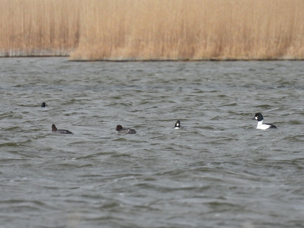 Common Goldeneye - Oier Frias