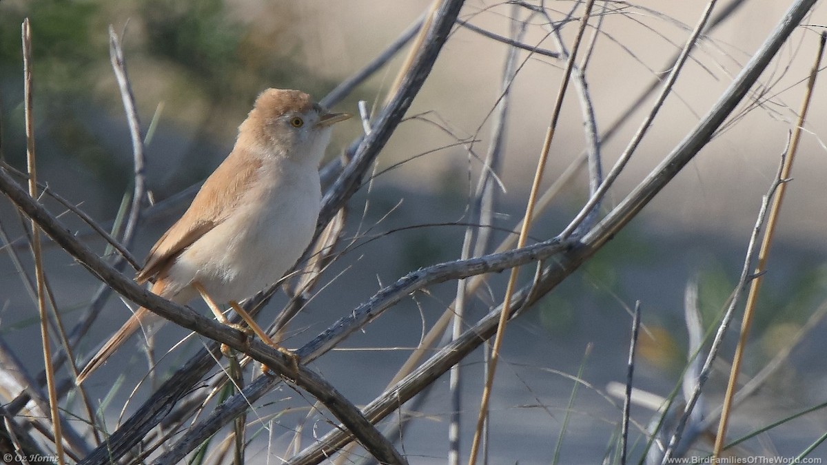 African Desert Warbler - ML616378298