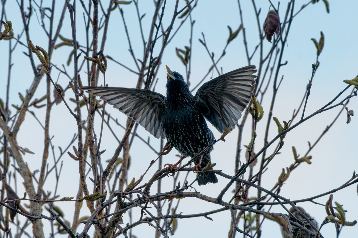 European Starling - ML616378304