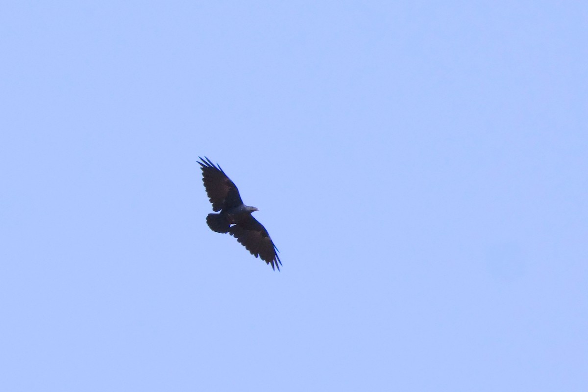 Fan-tailed Raven - Alexandre Vinot
