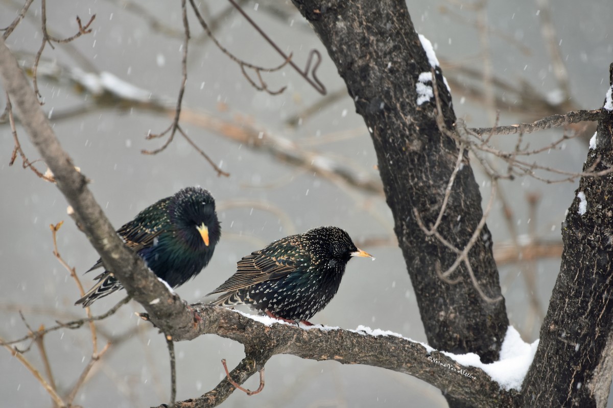 European Starling - ML616378412