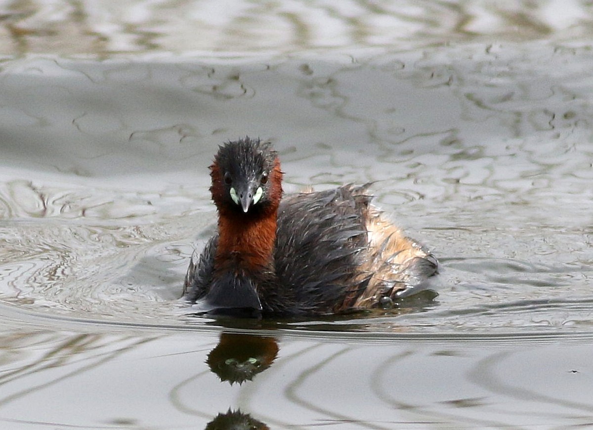 Little Grebe - ML616378418