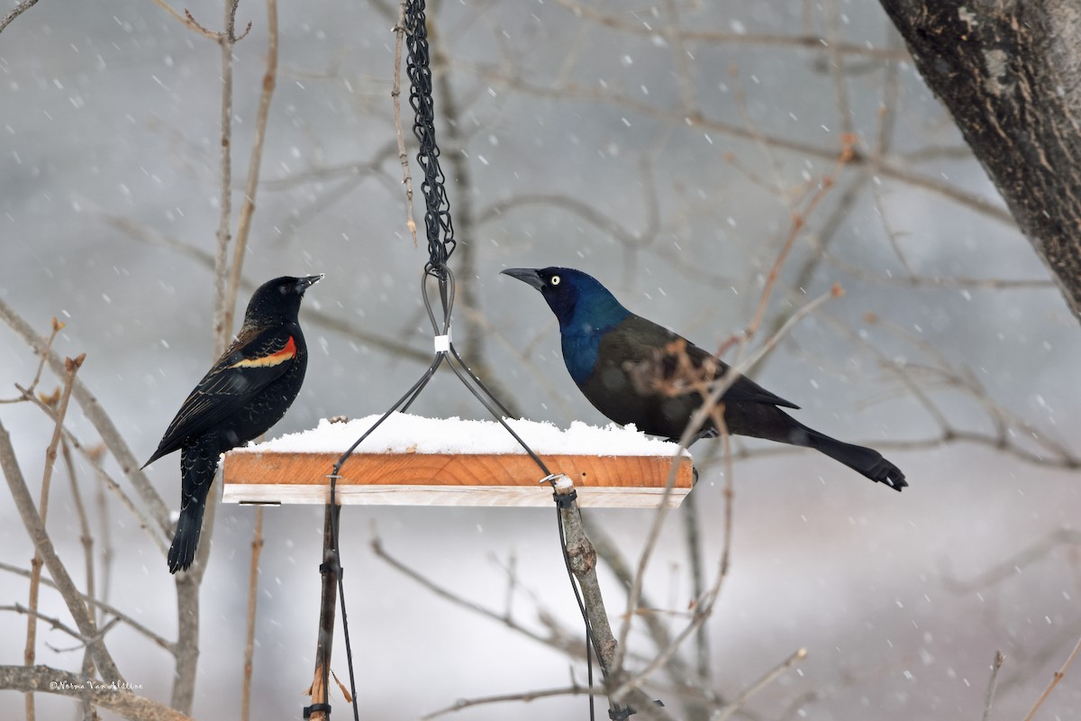 Common Grackle - Norma Van Alstine